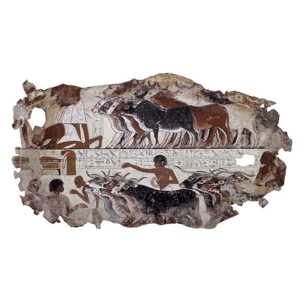 Cattle brought for inspection: fragment of wall painting from the tomb of Nebamun (no. 5)
